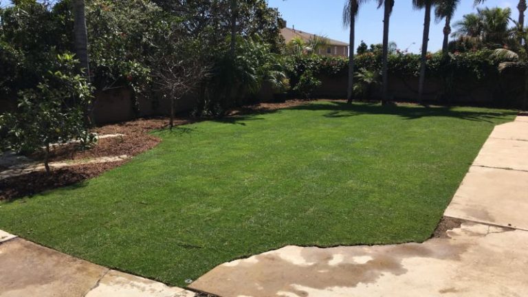 Should You Install Your New Lawn Using Seed Or Sod?